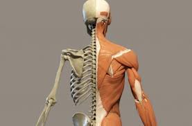 Anatomía palpatoria y su aplicación en el manejo del dolor miofascial